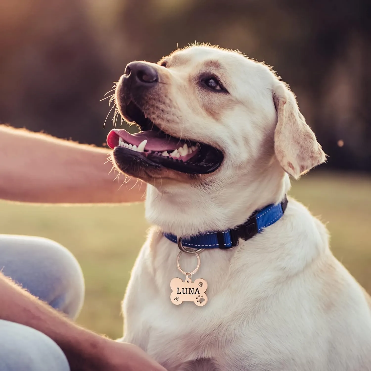 2 Pack Personalized Pet ID Tags, Stainless Steel Dog Tags,Custom Bone&Hollowed Paw Shaped Engraved Dog Name, Label, Address & Phone, Customizable on Both Sides (Medium, Rose Gold)