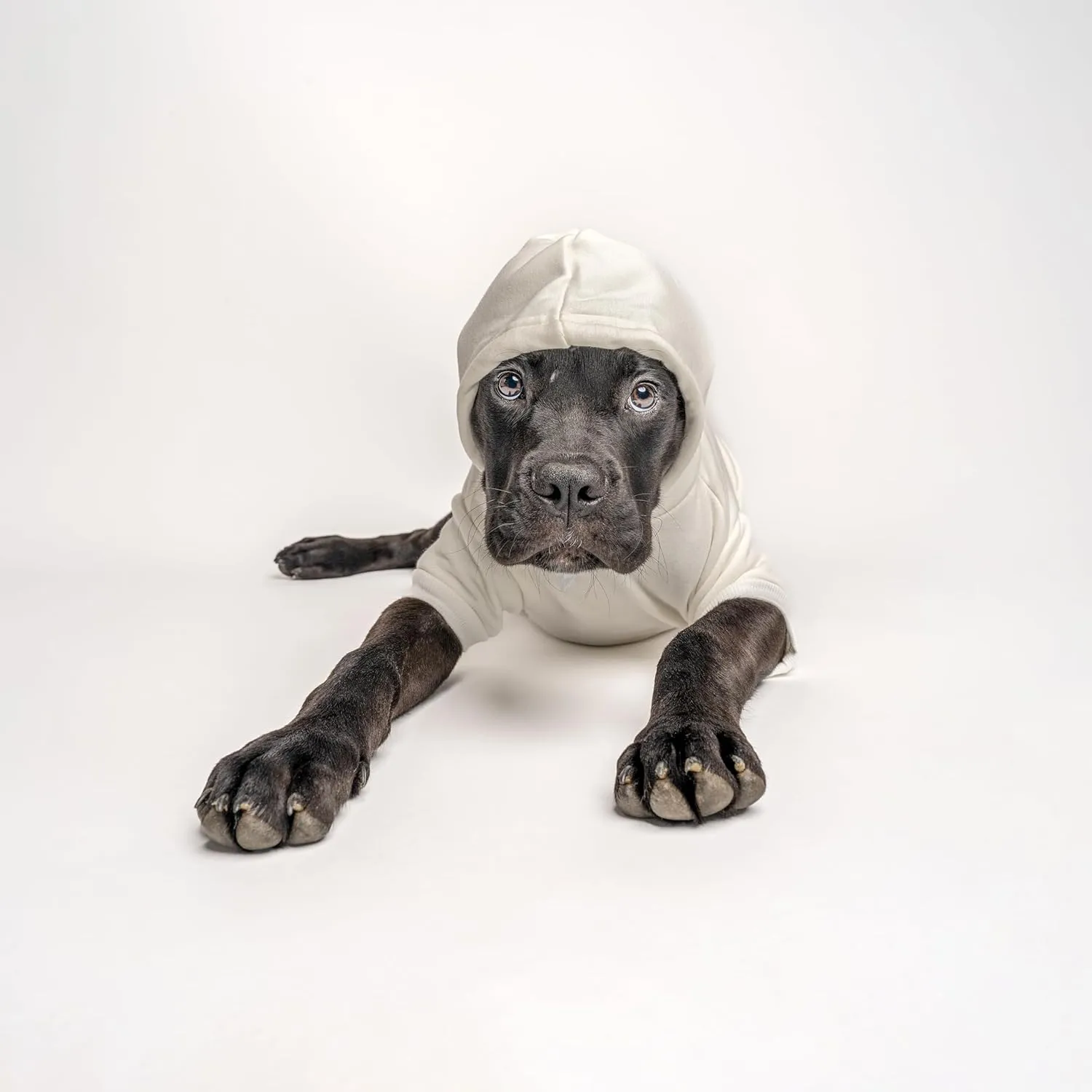 I Found The Afikomen Passover, Jewish Holiday, Funny Dog Hoodie Fleece Lined Pullover Sweatshirt with Leash Hole (Grey, X-Large 1231)
