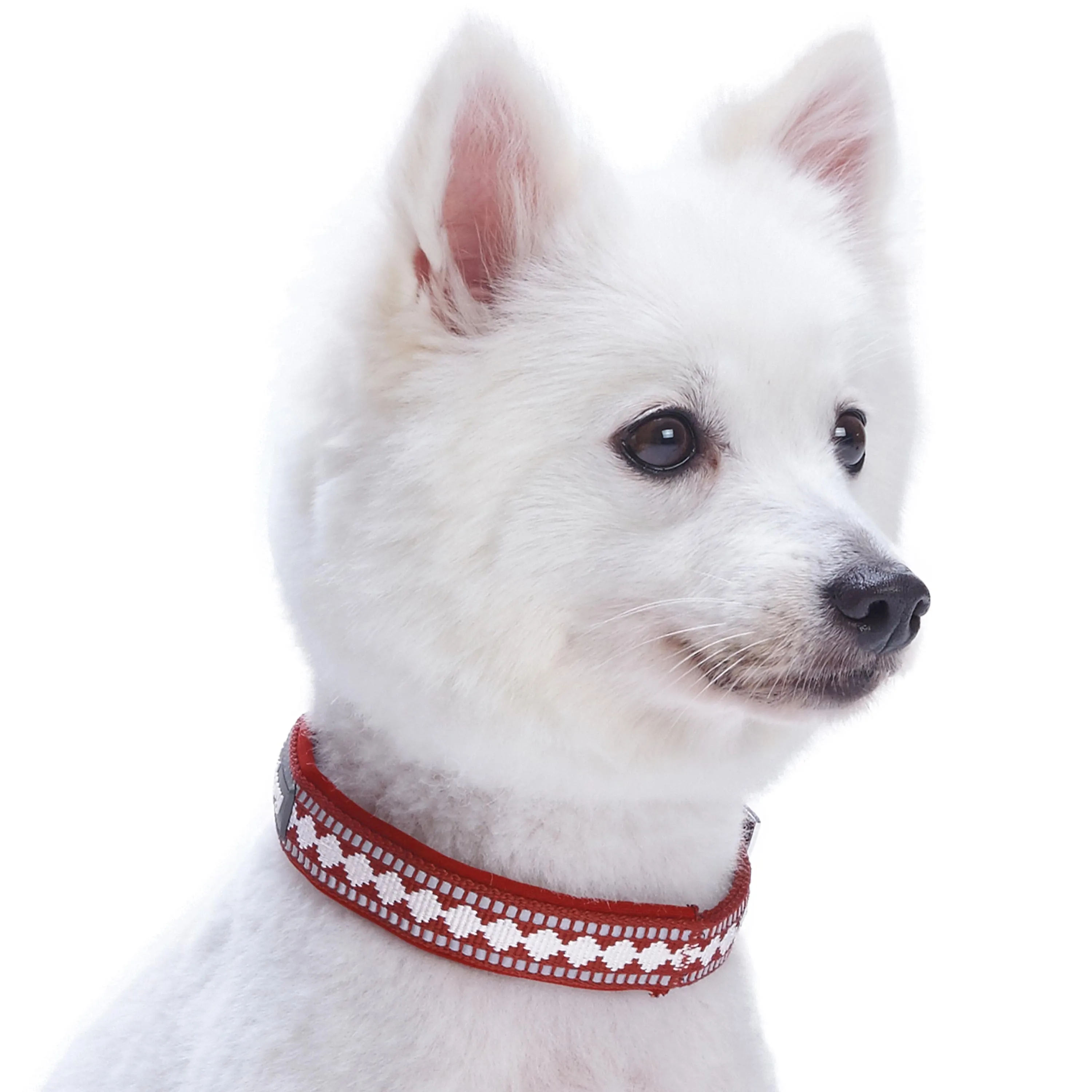 Jacquard Dog Collar with 3M Reflective Neoprene Padding