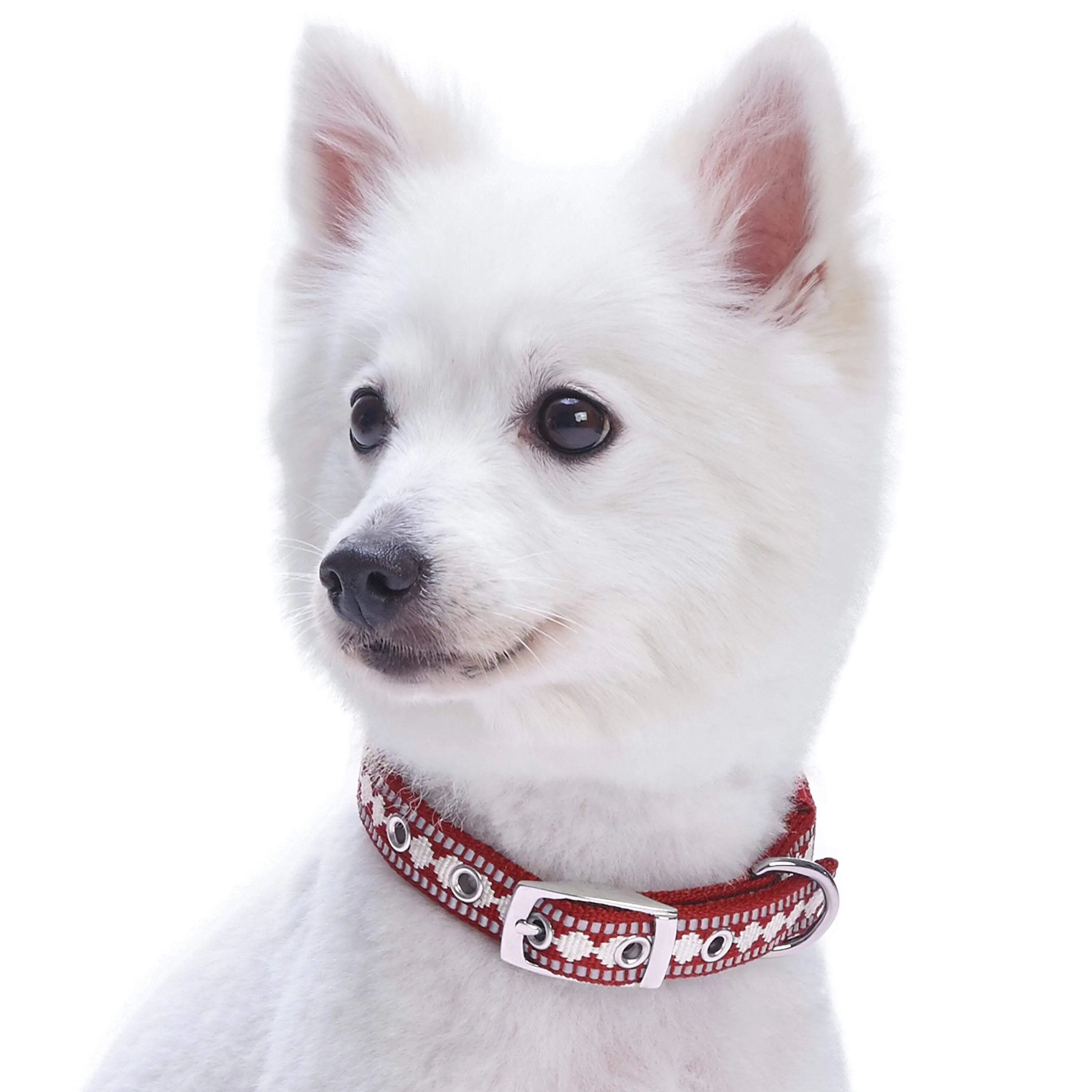 Jacquard Dog Collar with 3M Reflective Neoprene Padding