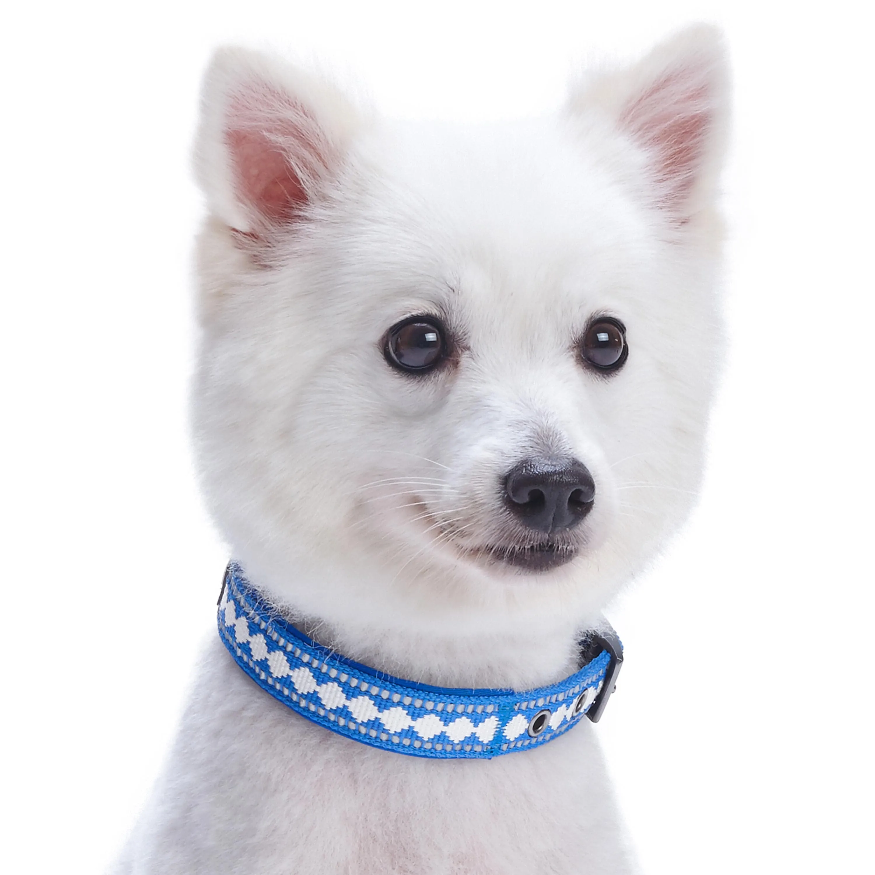 Jacquard Dog Collar with 3M Reflective Neoprene Padding
