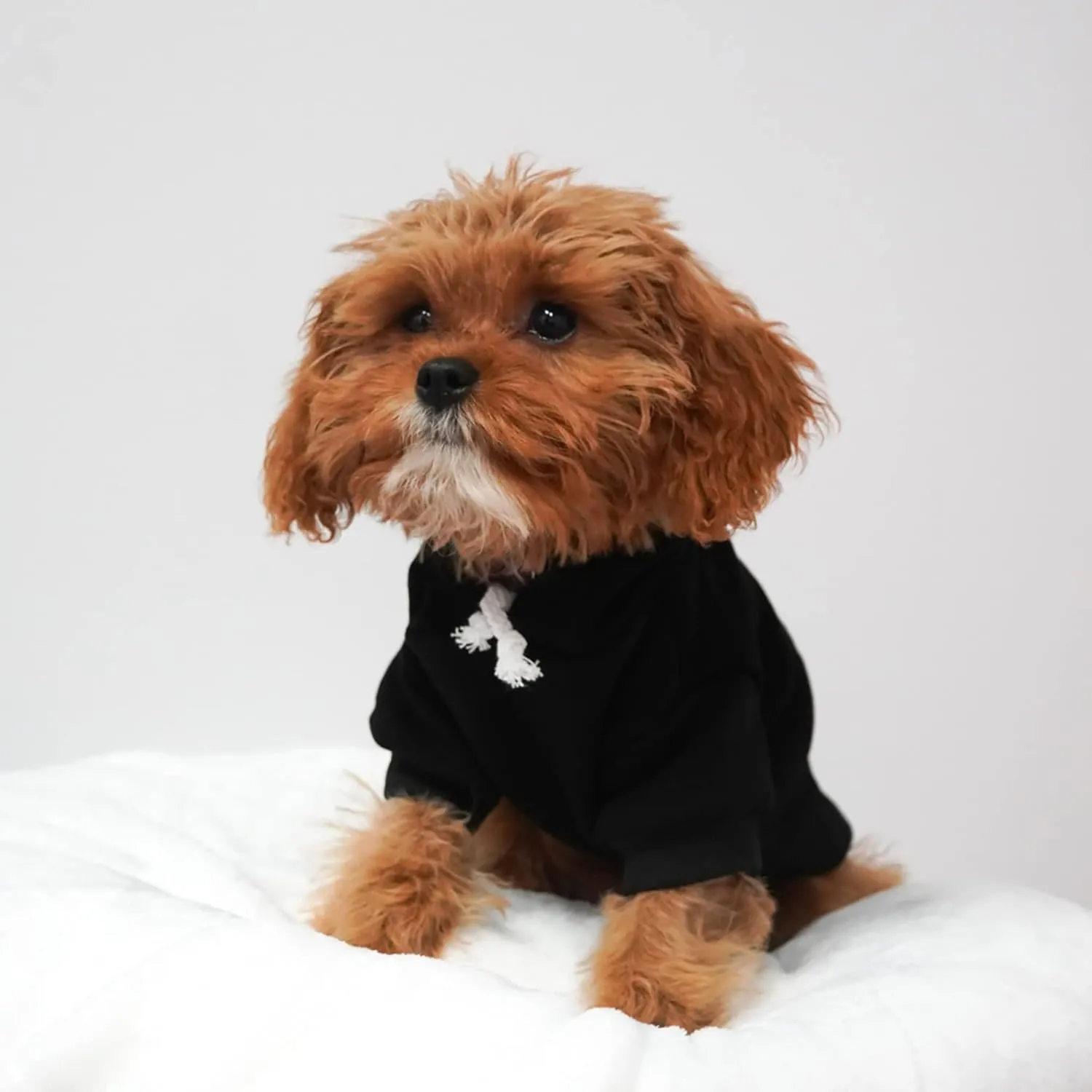 She Said Yes! Wedding Engagement Announcement Dog Hoodie Fleece Lined Pullover Sweatshirt with Leash Hole (Royal Blue, 3X-Large 332)